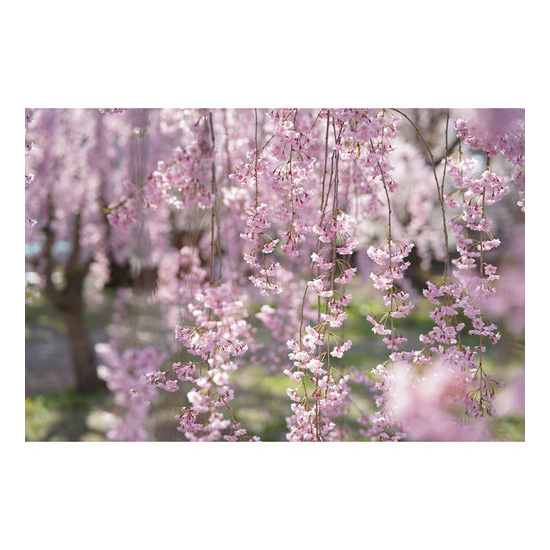 Sony FE 50mm f/1.4 ZA Planar T* - Image 11