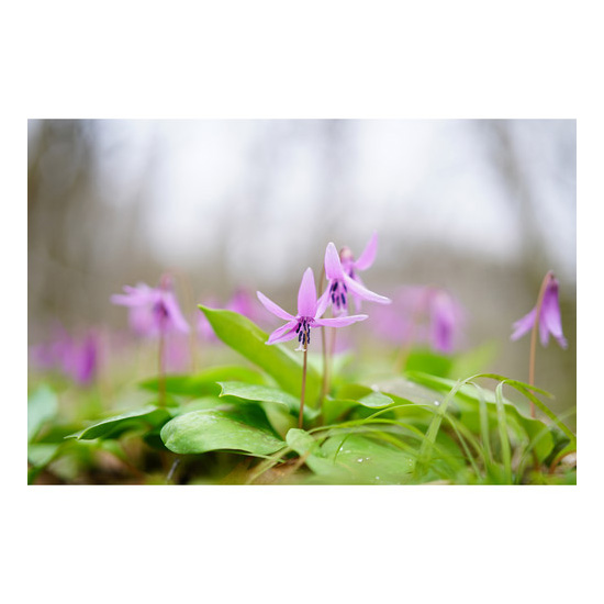 Sony FE 50mm f/1.4 ZA Planar T* - Image 12